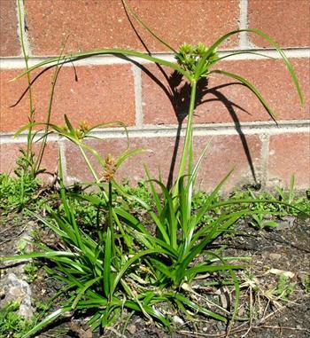 اویارسلام ارغوانی